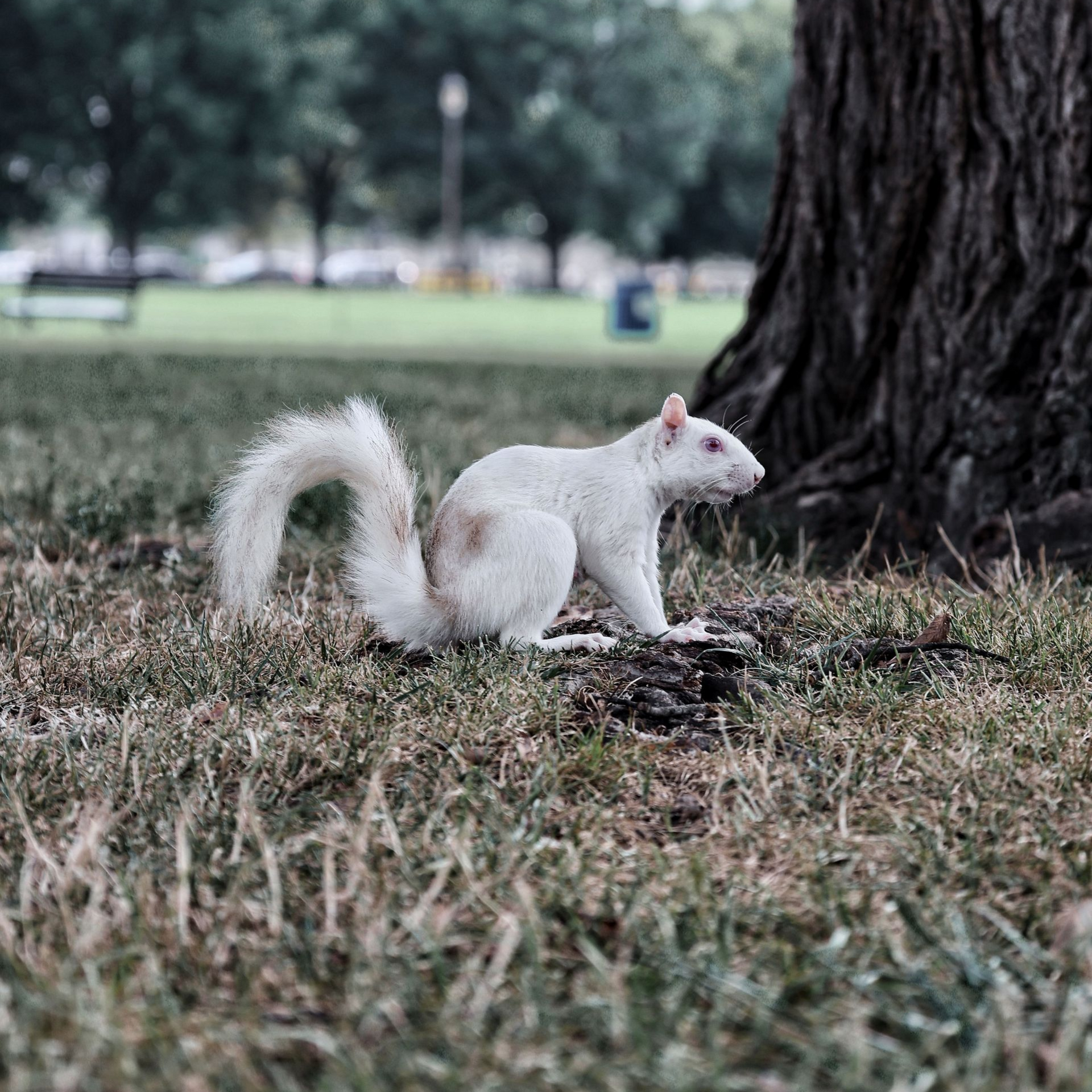 White squirrel standing by a tree in a grassy park