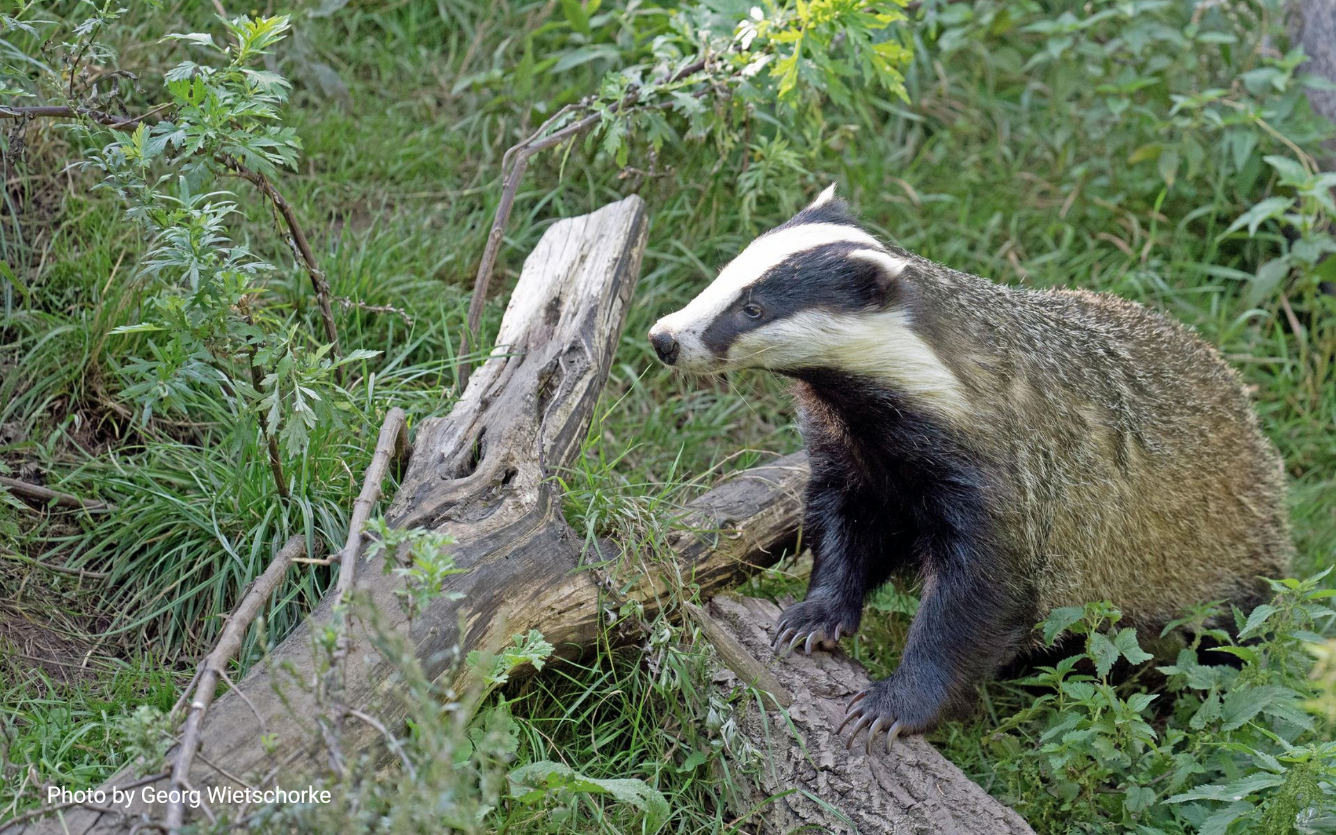 A European badger stands on a fallen log in a lush, green woodland setting.