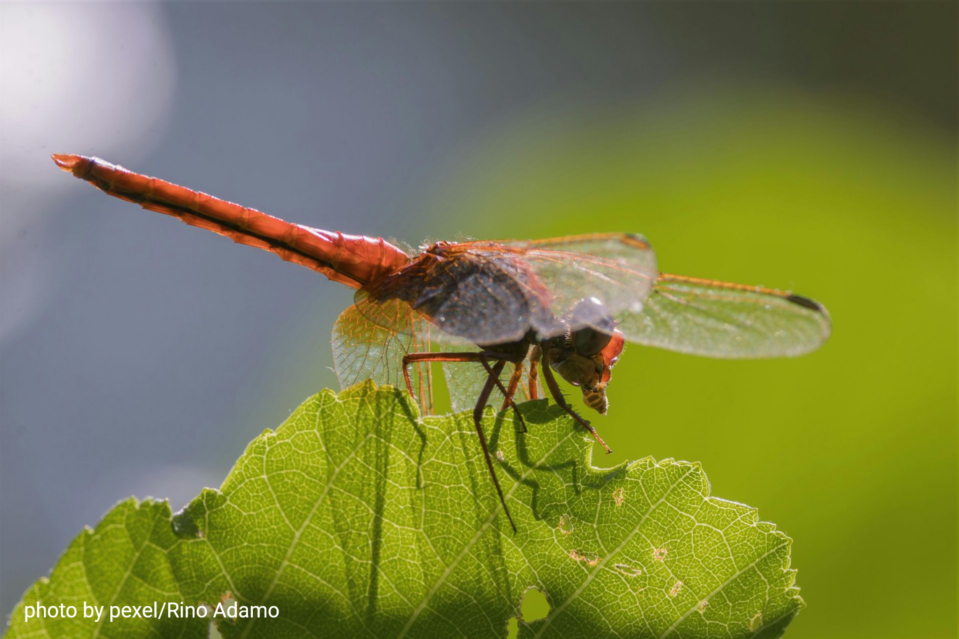 Red dragonfly perched on a green leaf with blurred green background