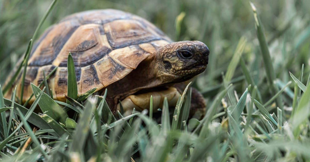 Small tortoise with tan and brown shell in green grass.