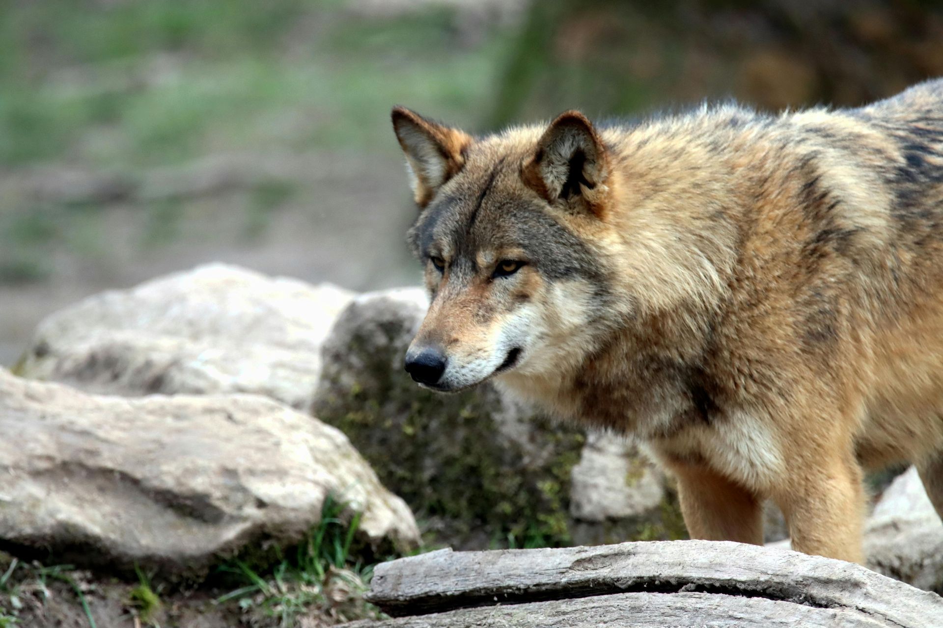 A grey and tan wolf stands alert, looking toward the left, positioned among large rocks in a natural setting.