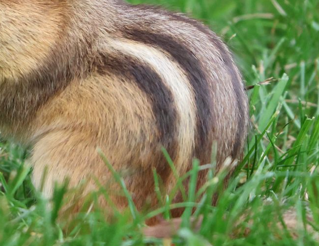 Close-up of a small animal’s striped fur in green grass