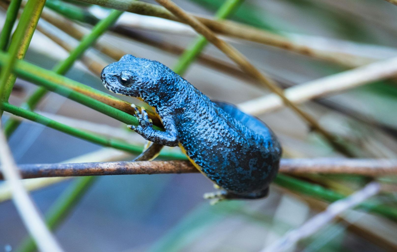 A dark blue newt, textured newt clings to green aquatic vegetation against a blurred, watery background.