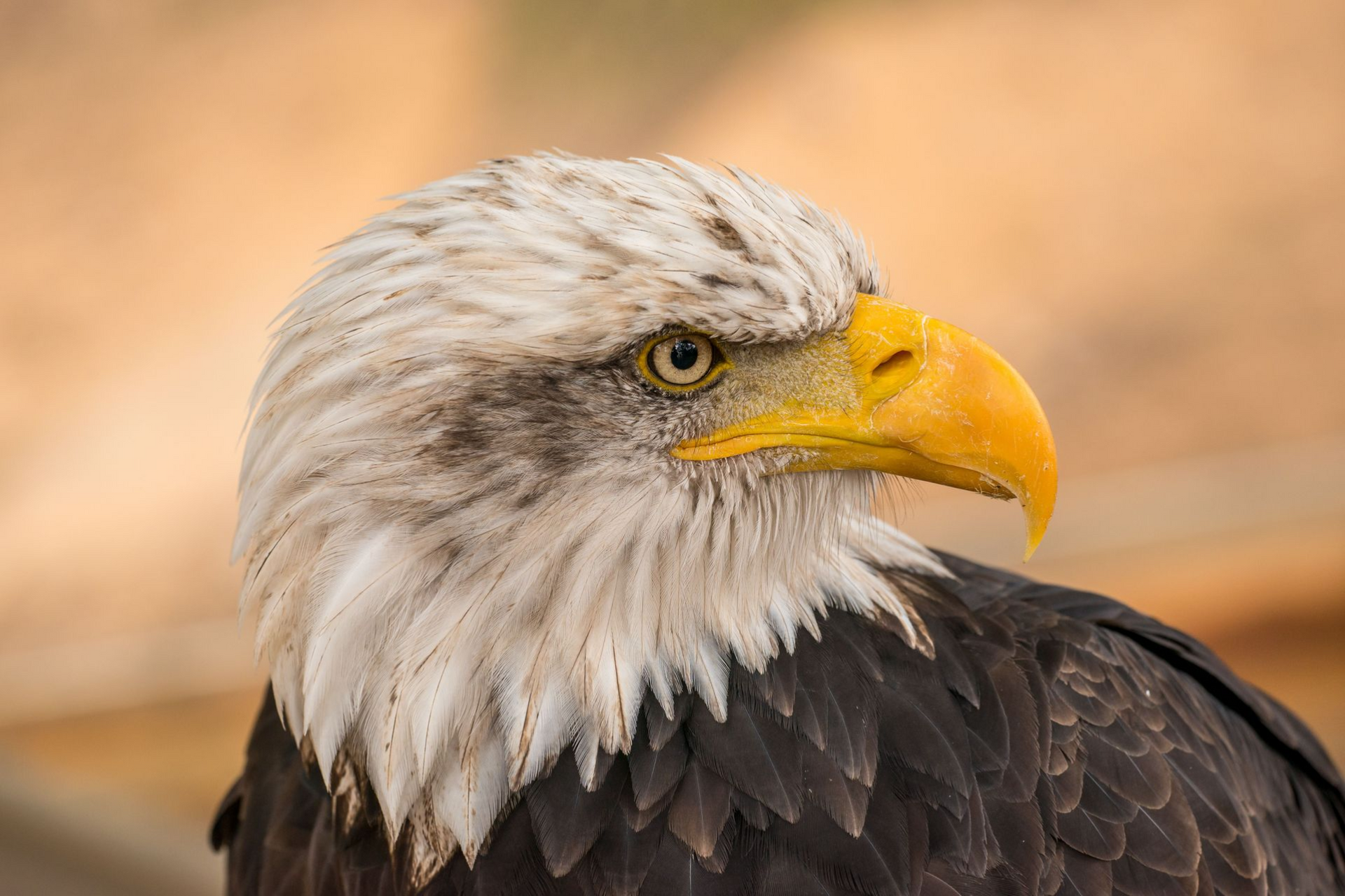 Close-up of a bald eagle with a white head, yellow beak, and dark feathers against a blurred background