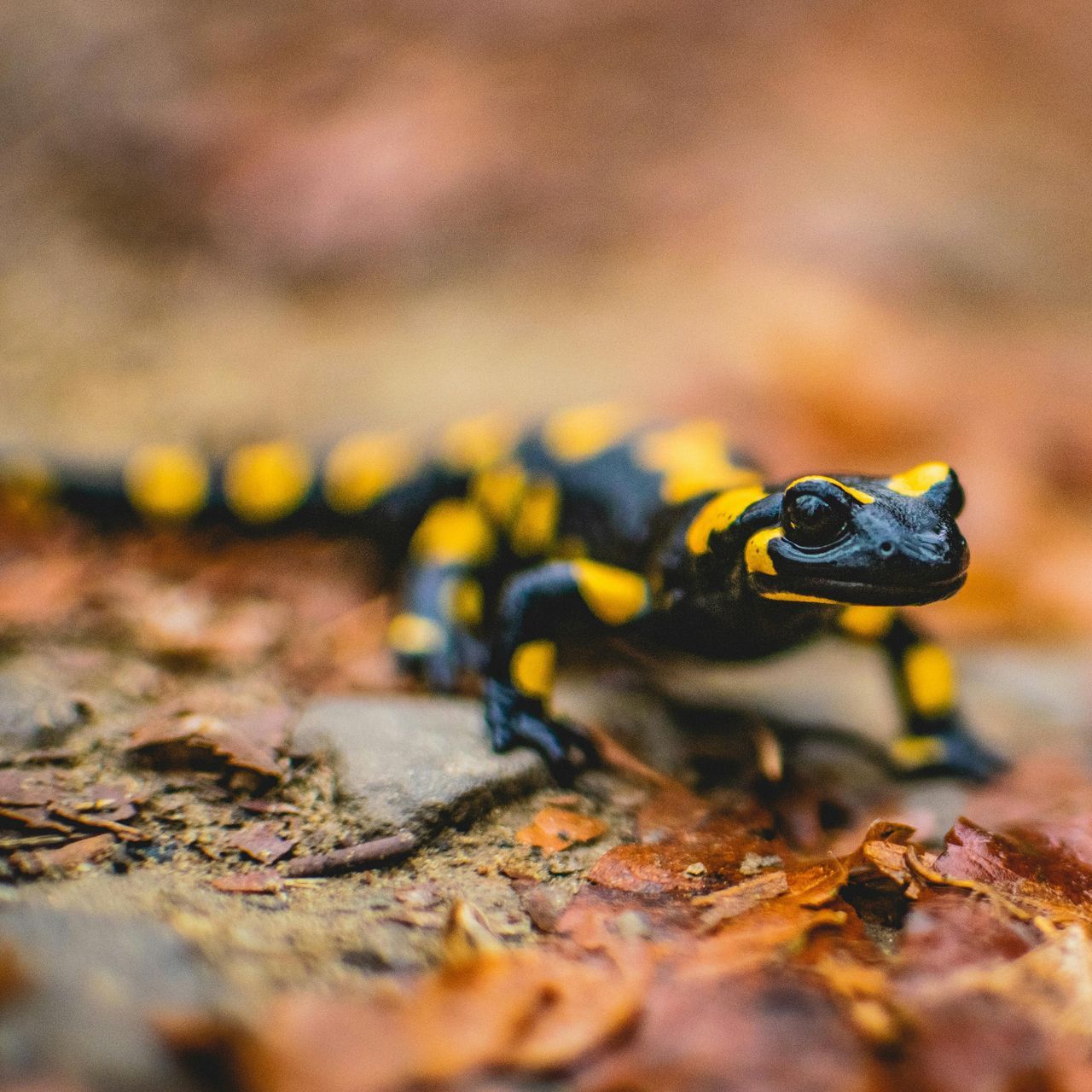 Yellow and black fire salamander on a forest floor with dry leaves.
