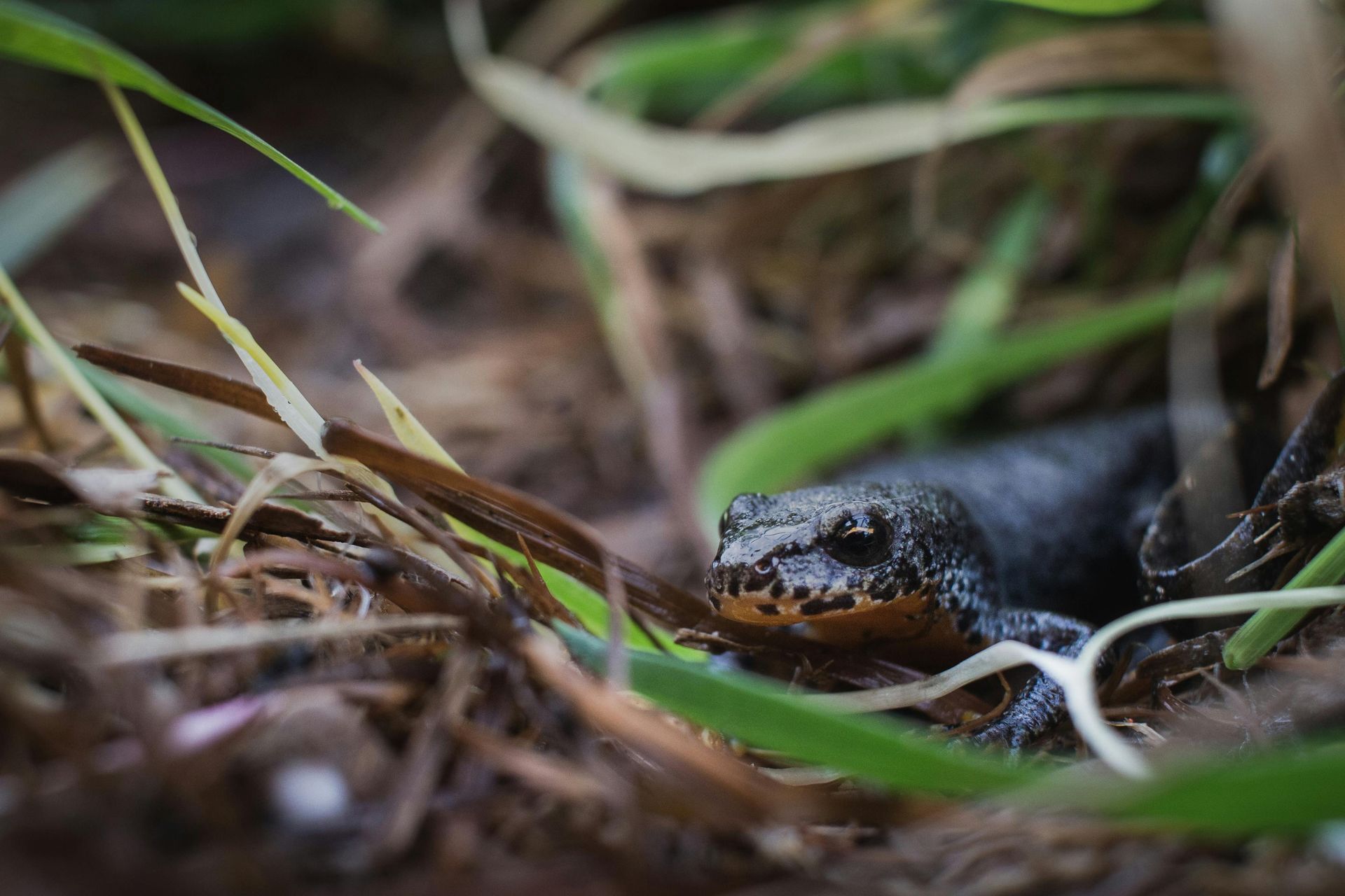 Newt with orange belly, hiding in brown and green foliage.
