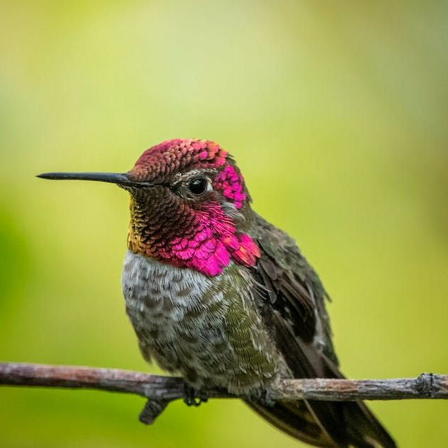 An Anna's hummingbird with an iridescent magenta head and throat perched on a thin branch against a soft green background.