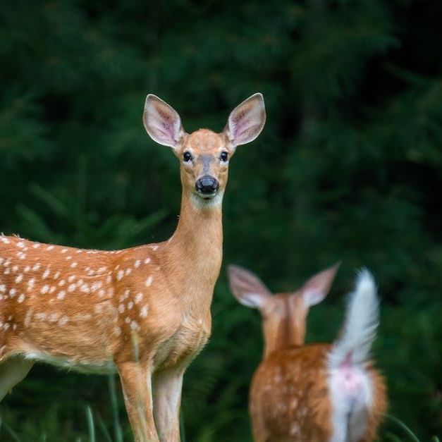 A couple of deer standing next to each other in the grass.