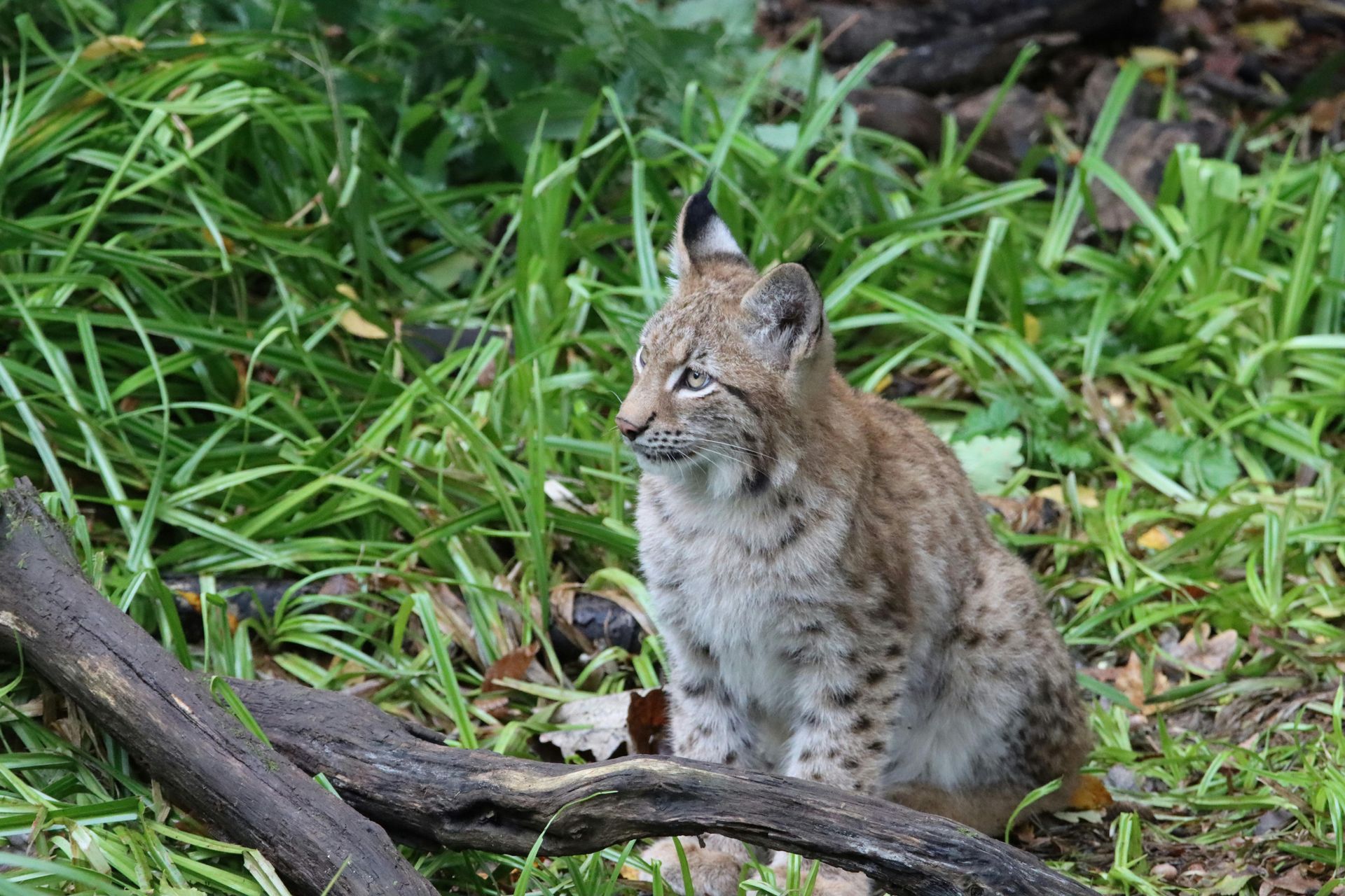 Lynx sits alert on a log in lush green grass. Brown spotted fur, pointed ears.