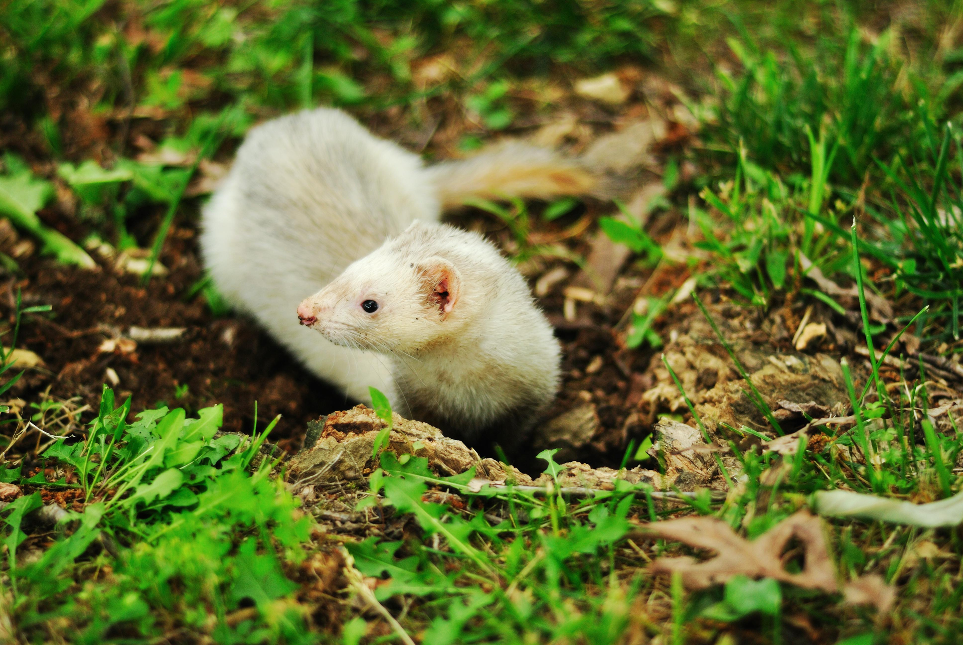 White ferret emerging from a hole in the dirt, surrounded by green grass.