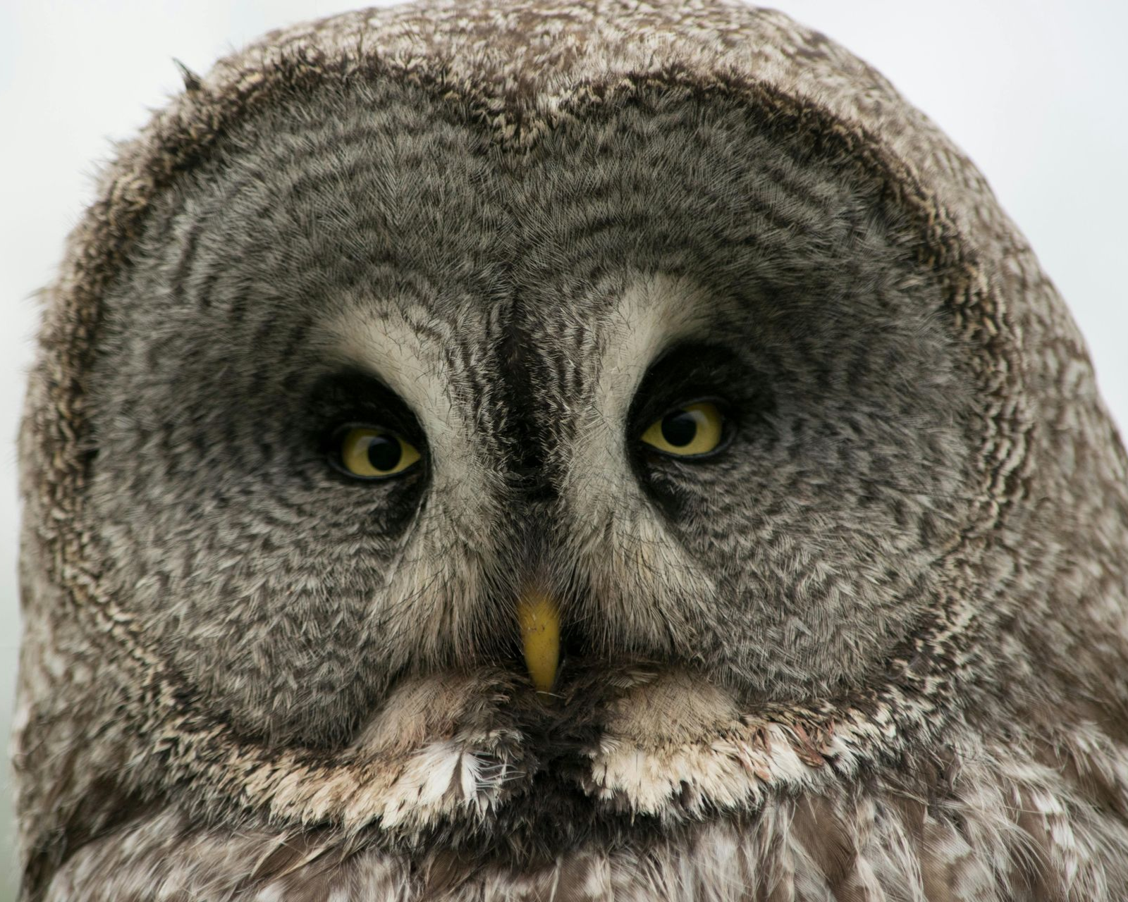 A close-up of a Great Gray Owlβs face, featuring focused yellow eyes, a gray feathered facial disc, and a small, sharp beak.