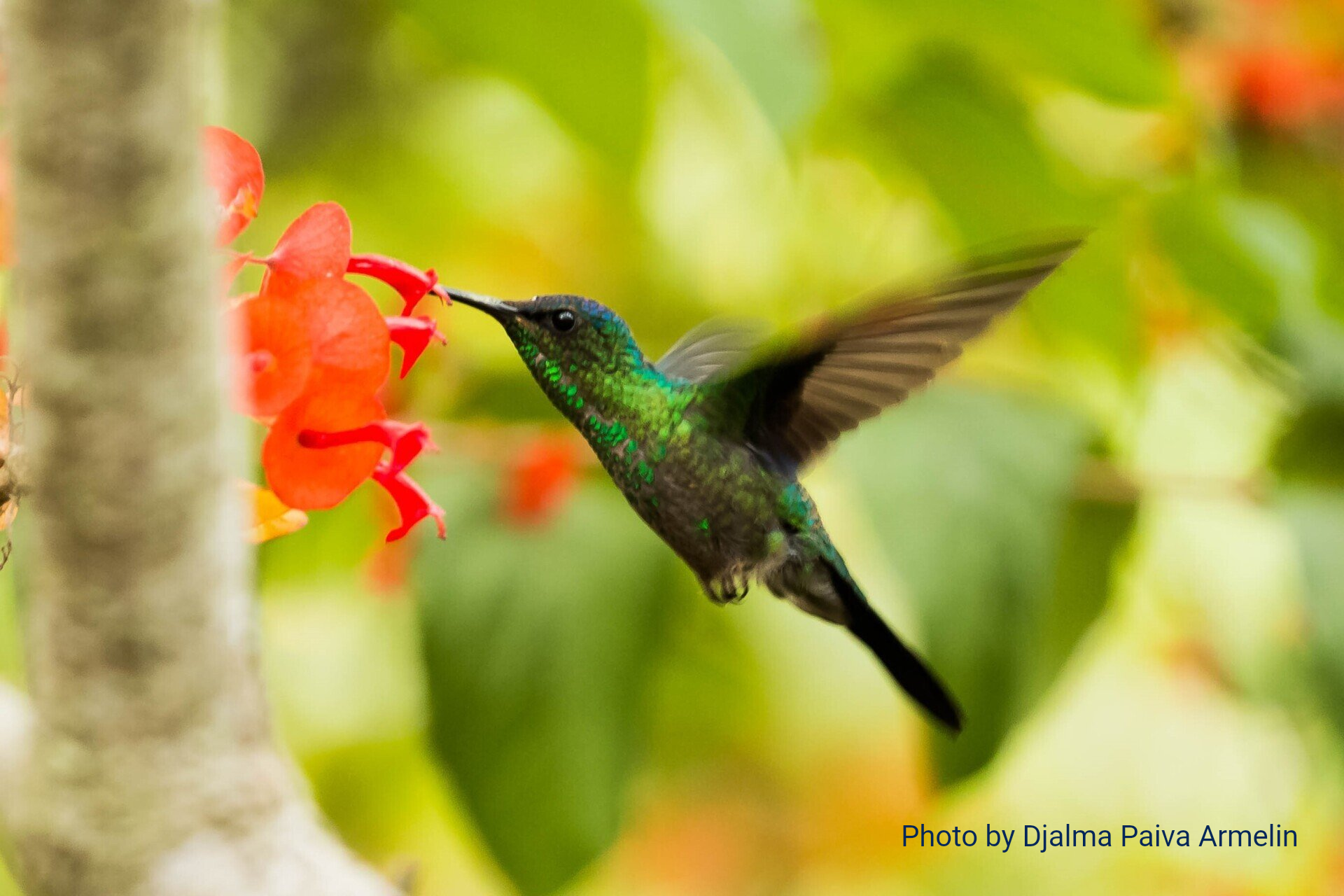 A vibrant green hummingbird hovers mid-air, feeding from a cluster of bright orange flowers.