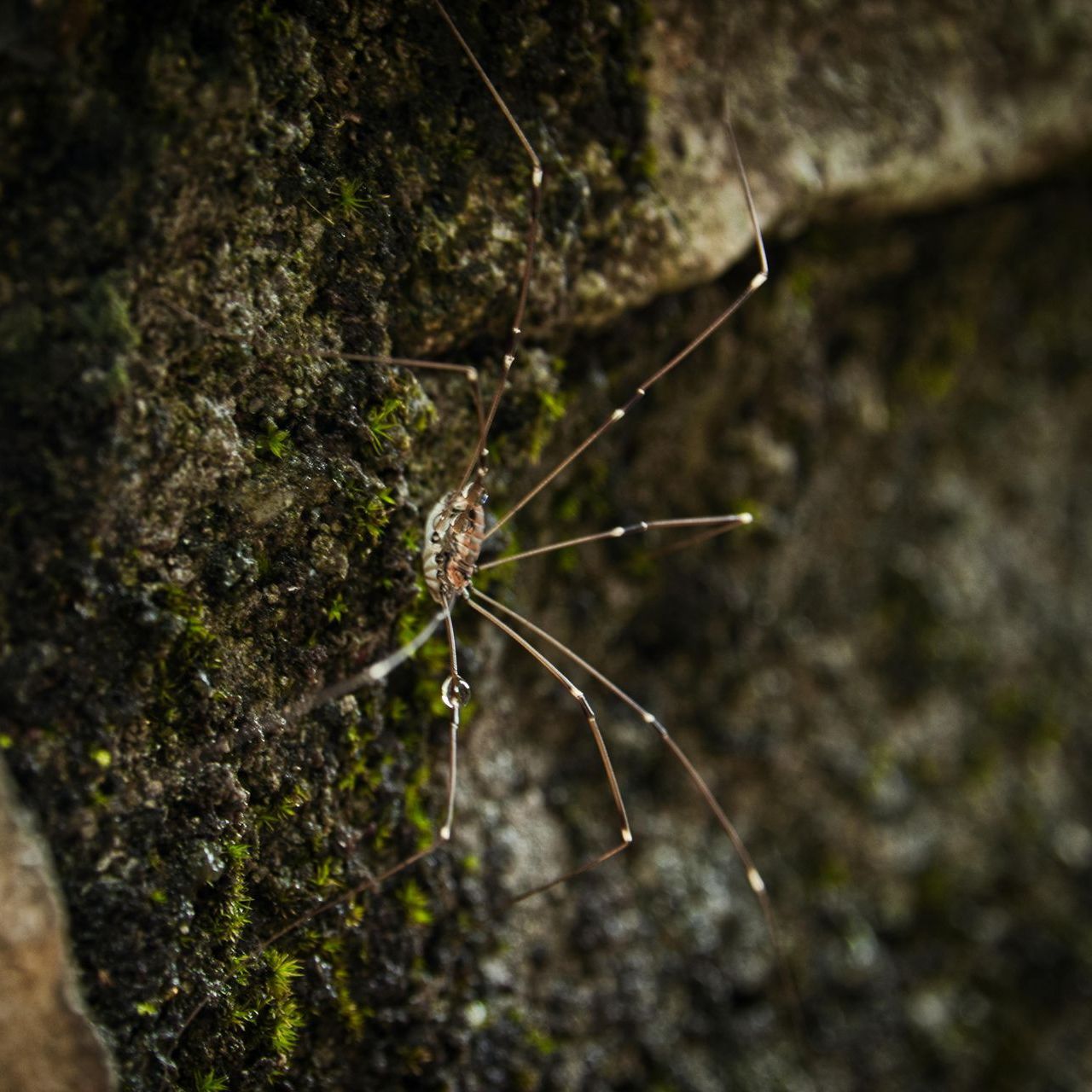 A close up of a spider on a rock