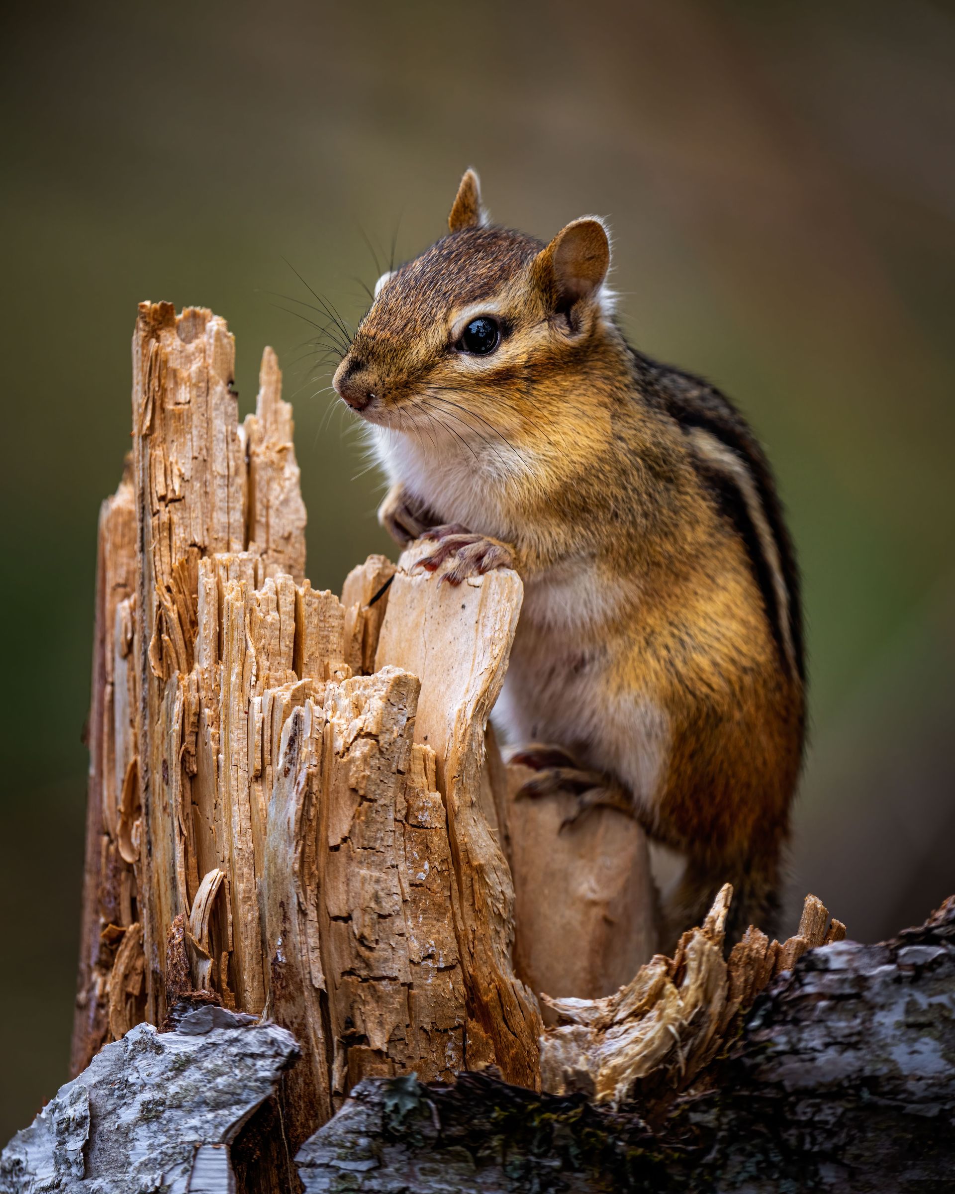 Chipmunk perched on a tree stump, with striped back and alert expression, against a blurred forest background