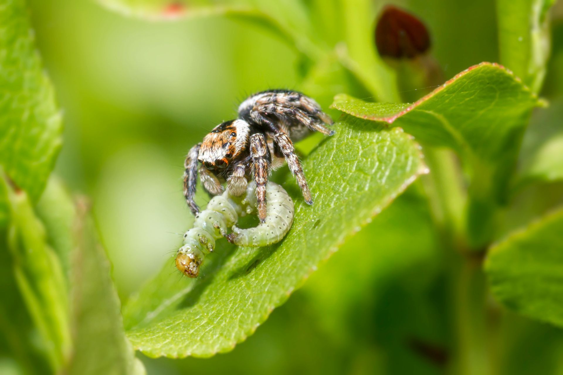A spider is eating a caterpillar on a green leaf.