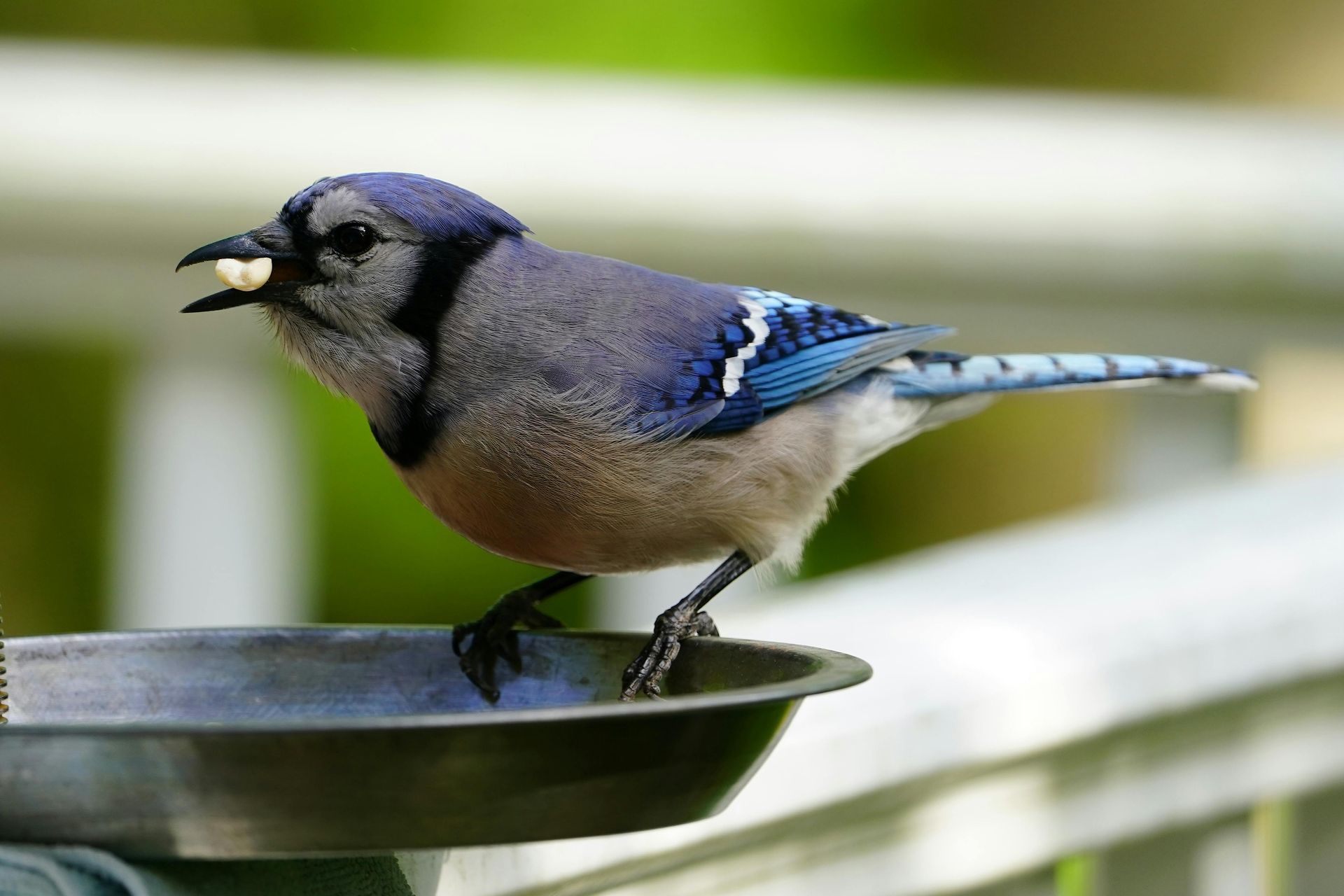 Blue jay with a nut in its beak perched on a metal feeder, white railing in background.