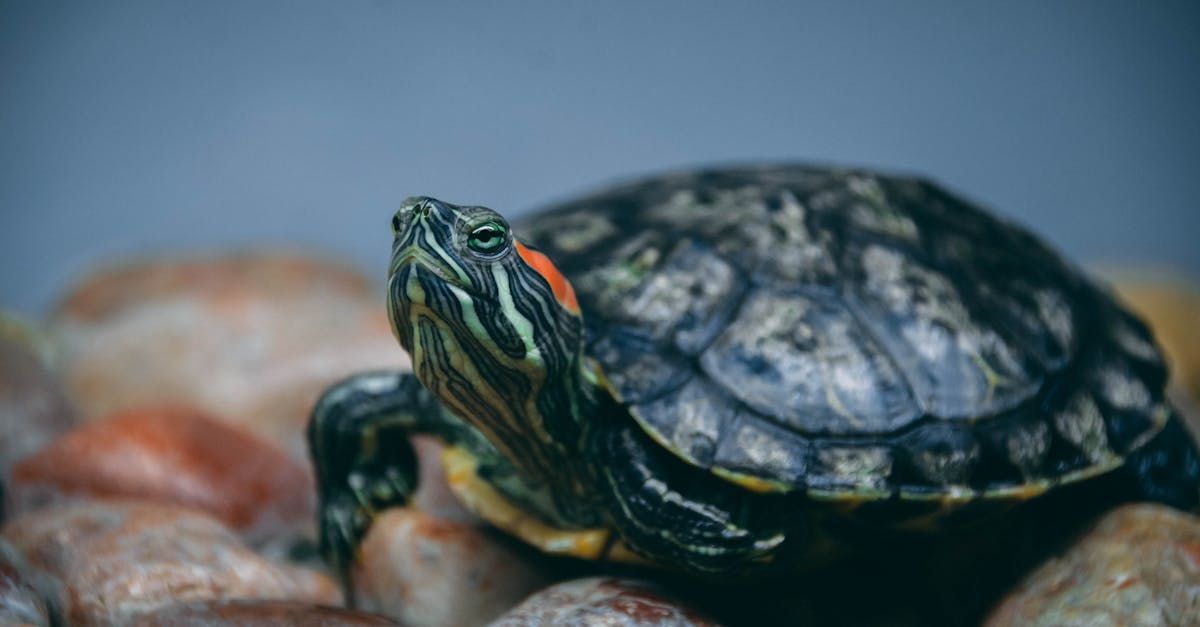 Red-eared slider turtle on rocks, looking up, with red markings near eyes.