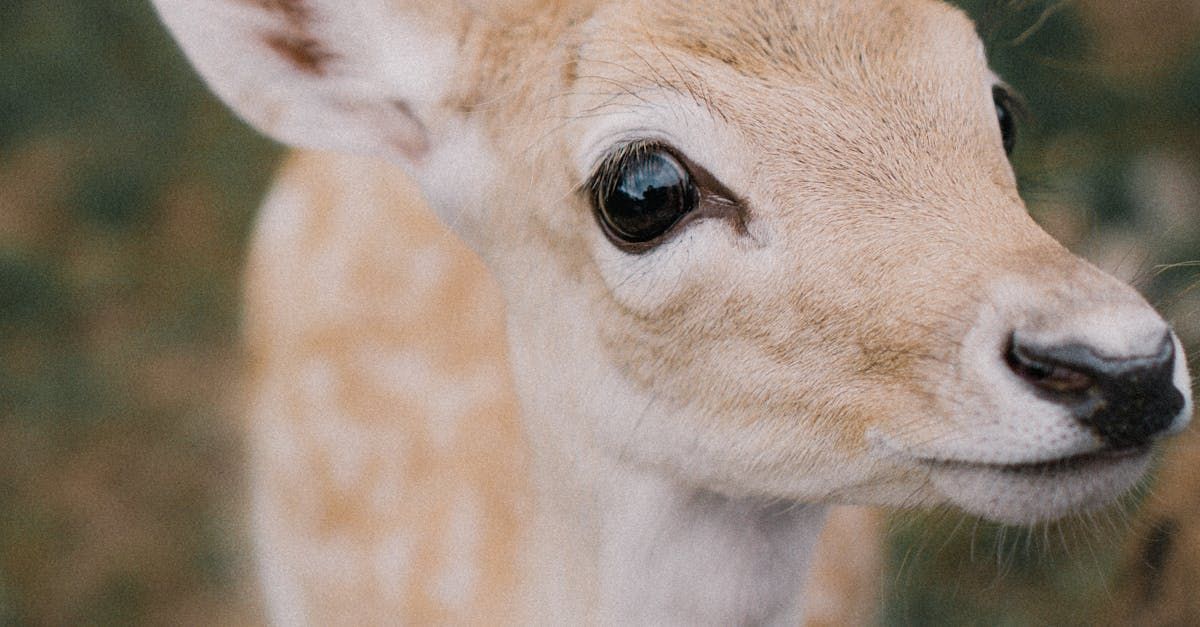 Close-up of a fawn with large, dark eyes and beige fur.