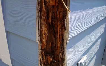 Rotten wooden post against white siding. Wood is decaying and deeply hollowed out.