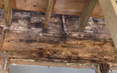 Mold-covered wooden structure with exposed beams and framing; interior setting.