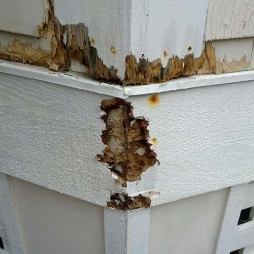Damaged white wooden corner of a structure, showing significant rot and decay.