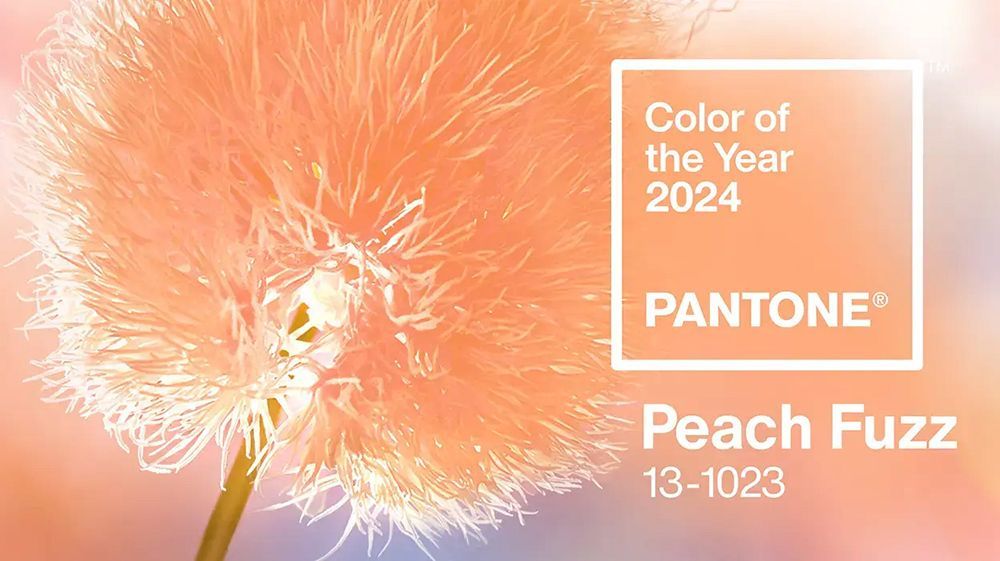 Close-up of fluffy peach-colored dandelion with Pantone's 