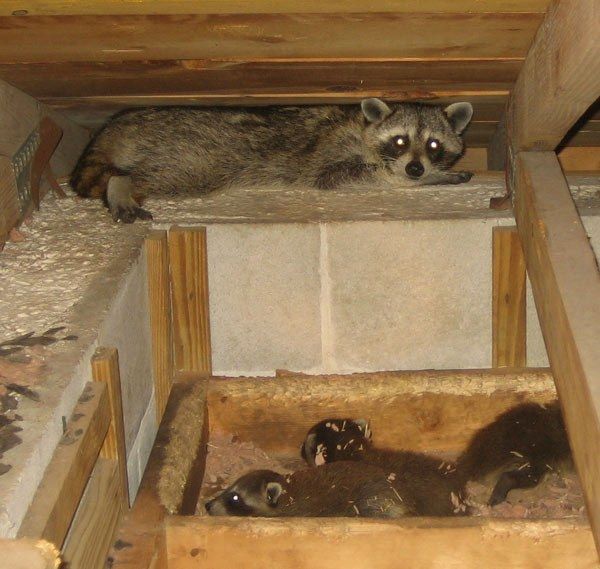 Raccoon in attic with three kits in a makeshift nest.  Raccoon is staring at the camera.