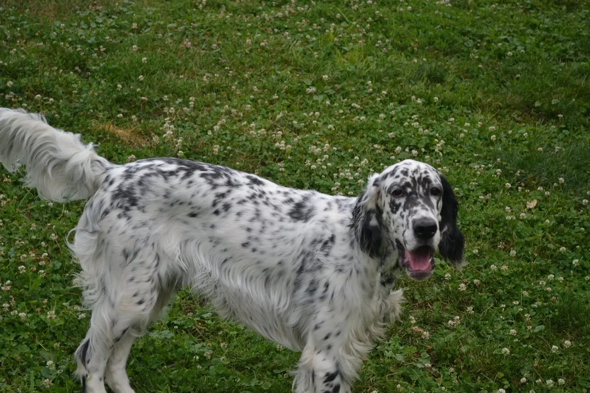 White and black speckled dog standing on grass with mouth open and tongue out