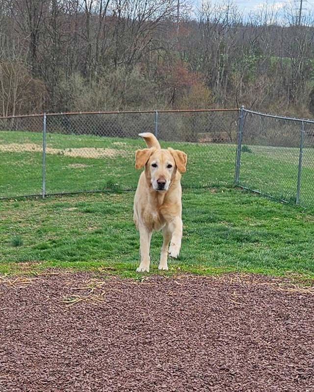 Golden retriever standing on grass in a fenced yard, facing the camera.