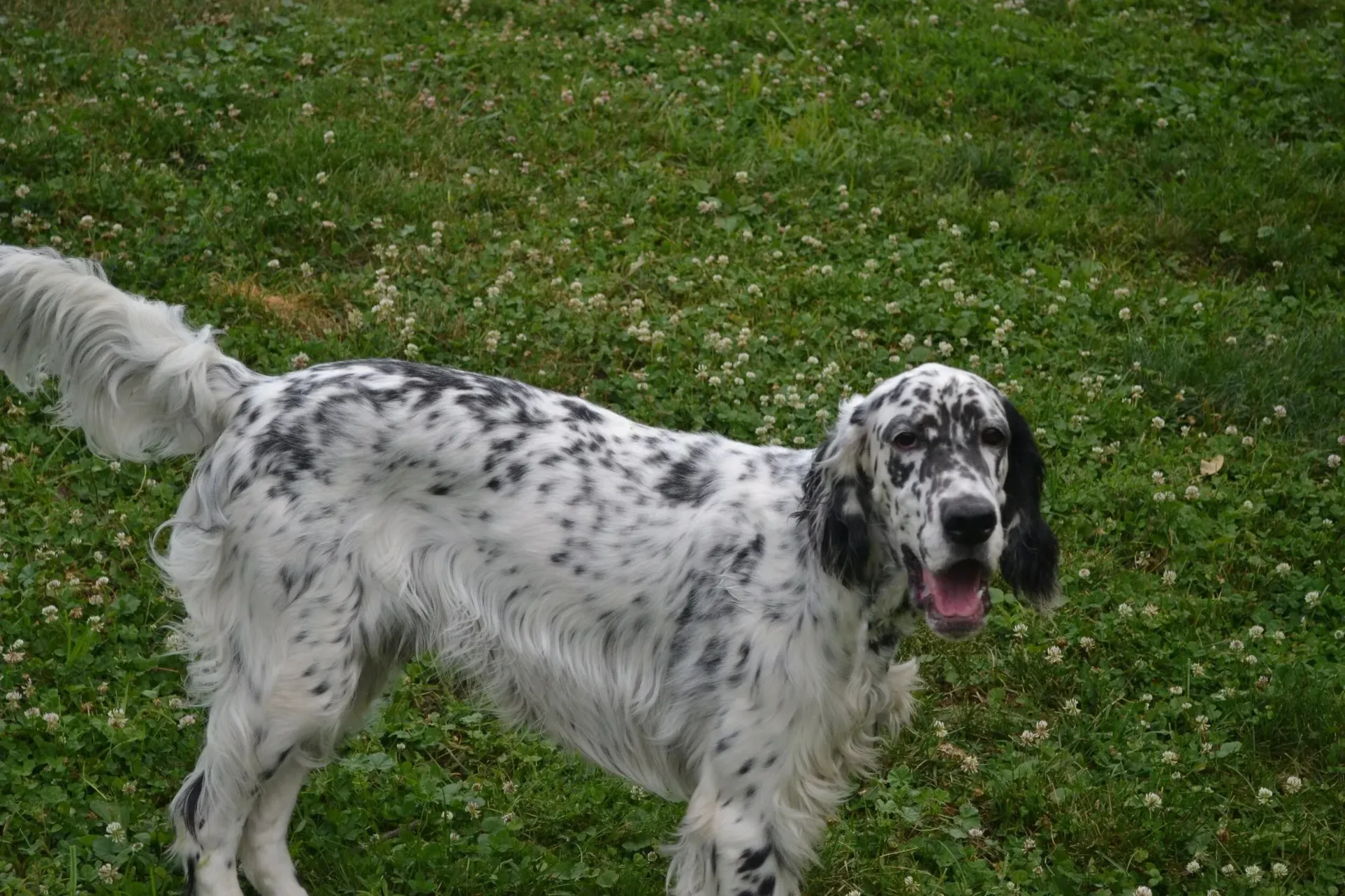 Two dogs on grass: a golden retriever in front and a brindle dog sniffing behind it.