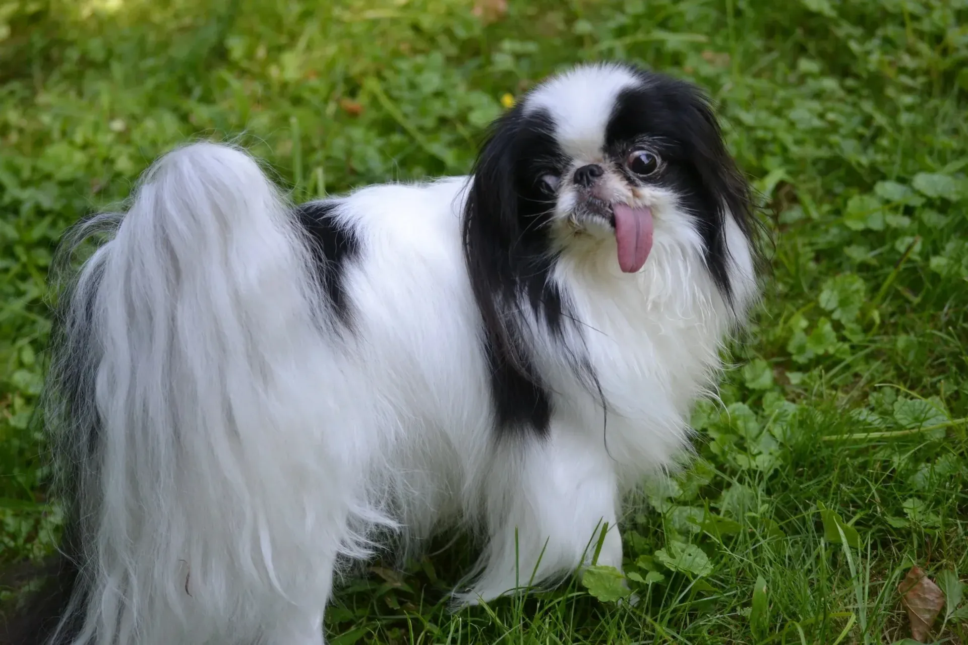 Small shaggy tan dog sitting in green grass, looking to the left