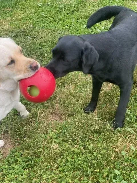 Two dogs—one black, one cream—playing tug-of-war with a red ball on grass