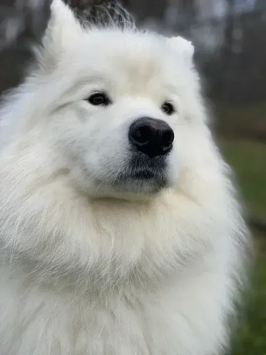 Fluffy white dog with a black nose outdoors, looking calmly ahead
