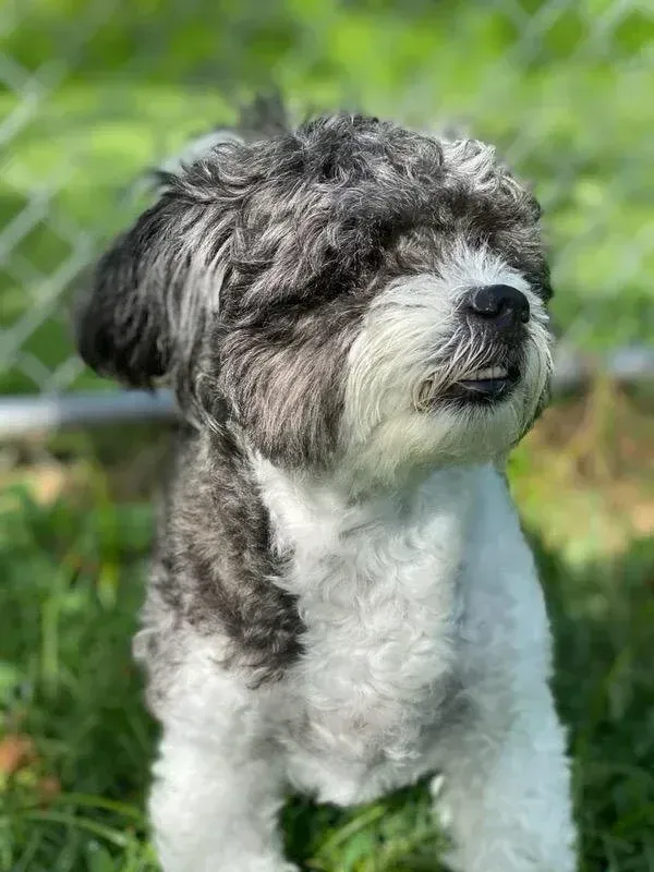 Small gray-and-white dog sitting on grass, looking off to the side.