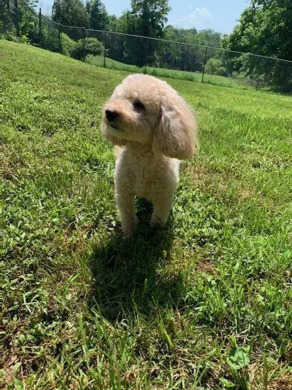 Small tan poodle standing on green grass in a sunny field, with trees and a fence in the background