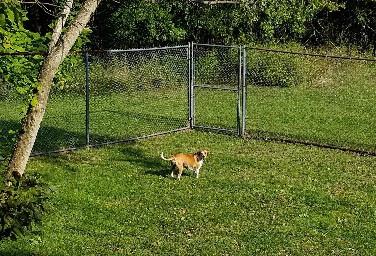 Small brown and white dog standing on a grassy yard near a chain-link fence