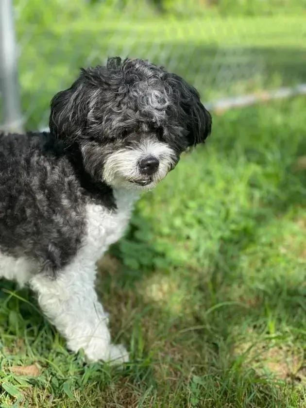 Small black-and-white dog sitting on grass, looking to the side