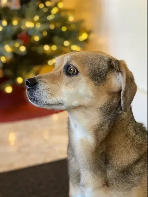 Brown dog in profile indoors, looking left with blurred Christmas tree lights in the background