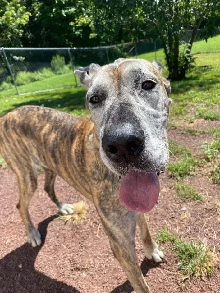 Brindle greyhound standing on grass, panting with tongue out in a sunny yard.