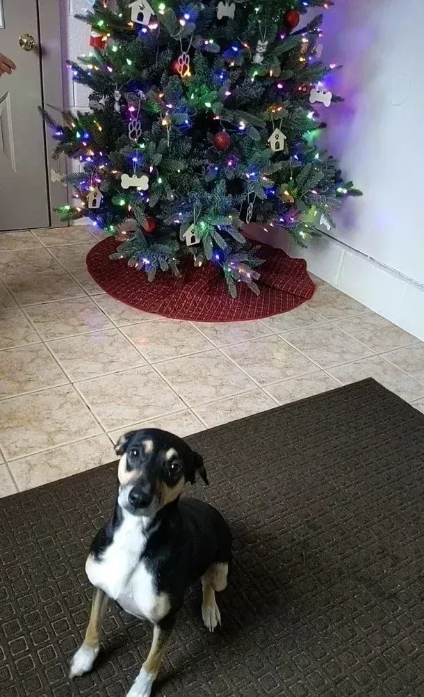 Black-and-white dog sitting by a lit Christmas tree on a tiled floor