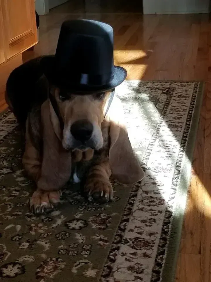Large brown dog howling in front of a lit Christmas tree indoors