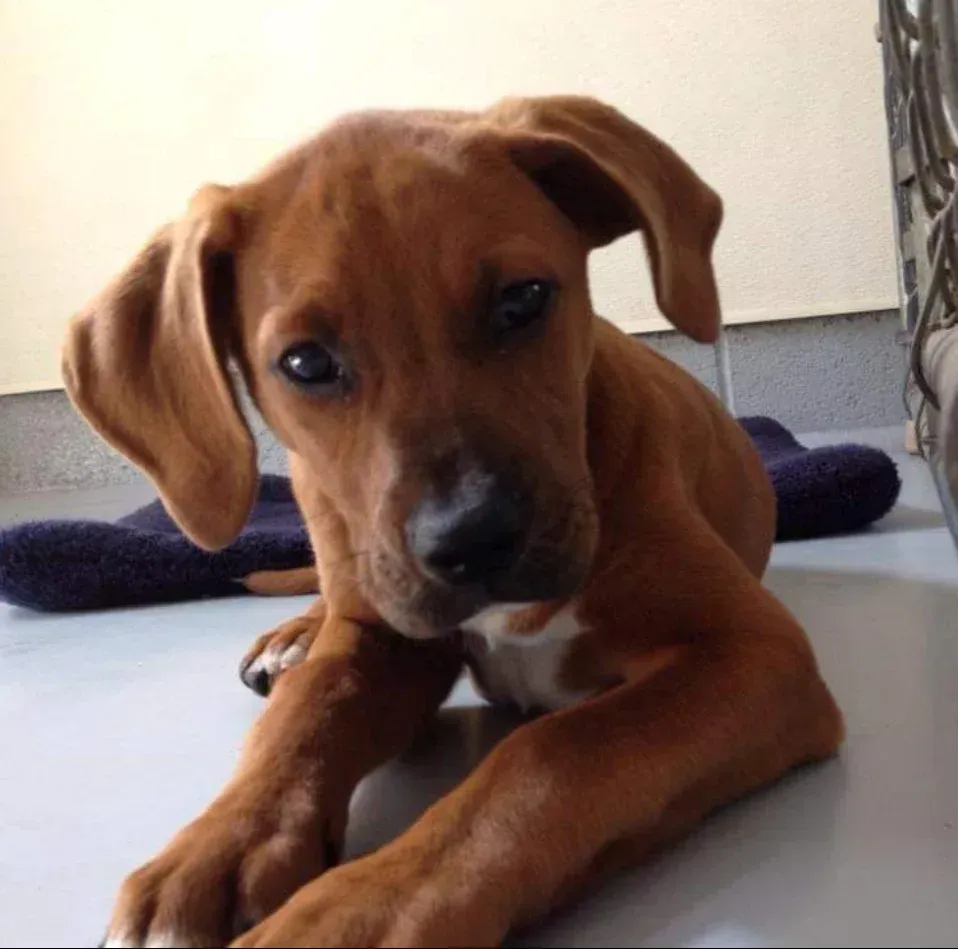 Brown puppy with floppy ears lying on a floor, looking curiously at the camera