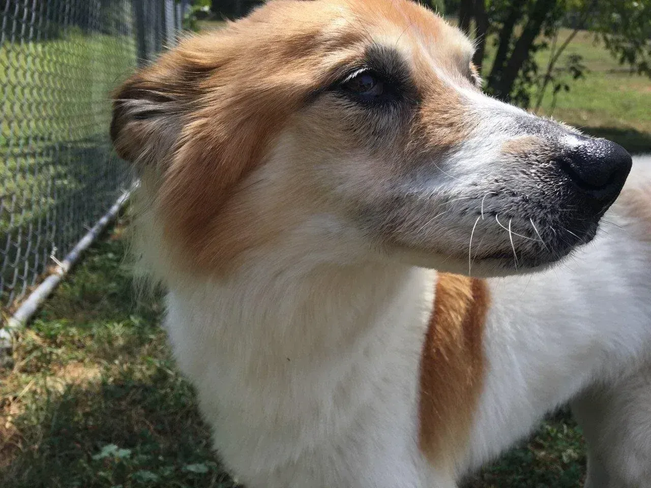 White and tan dog standing outdoors in sunlight near a fence, looking to the left