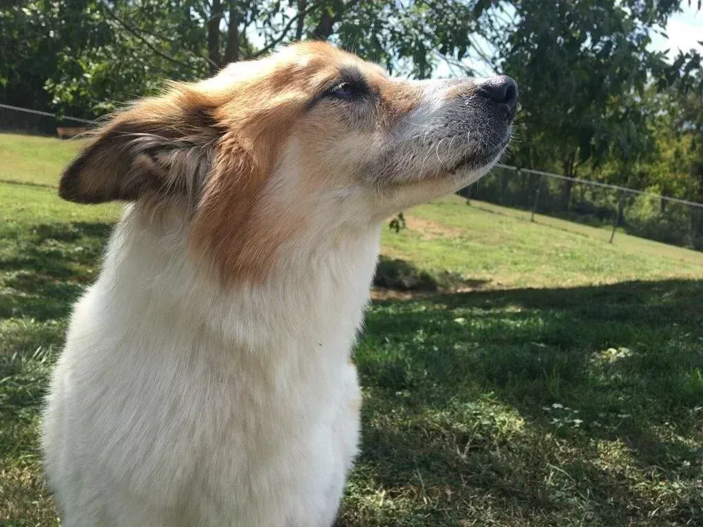Tan-and-white dog looking up in a sunny grassy yard