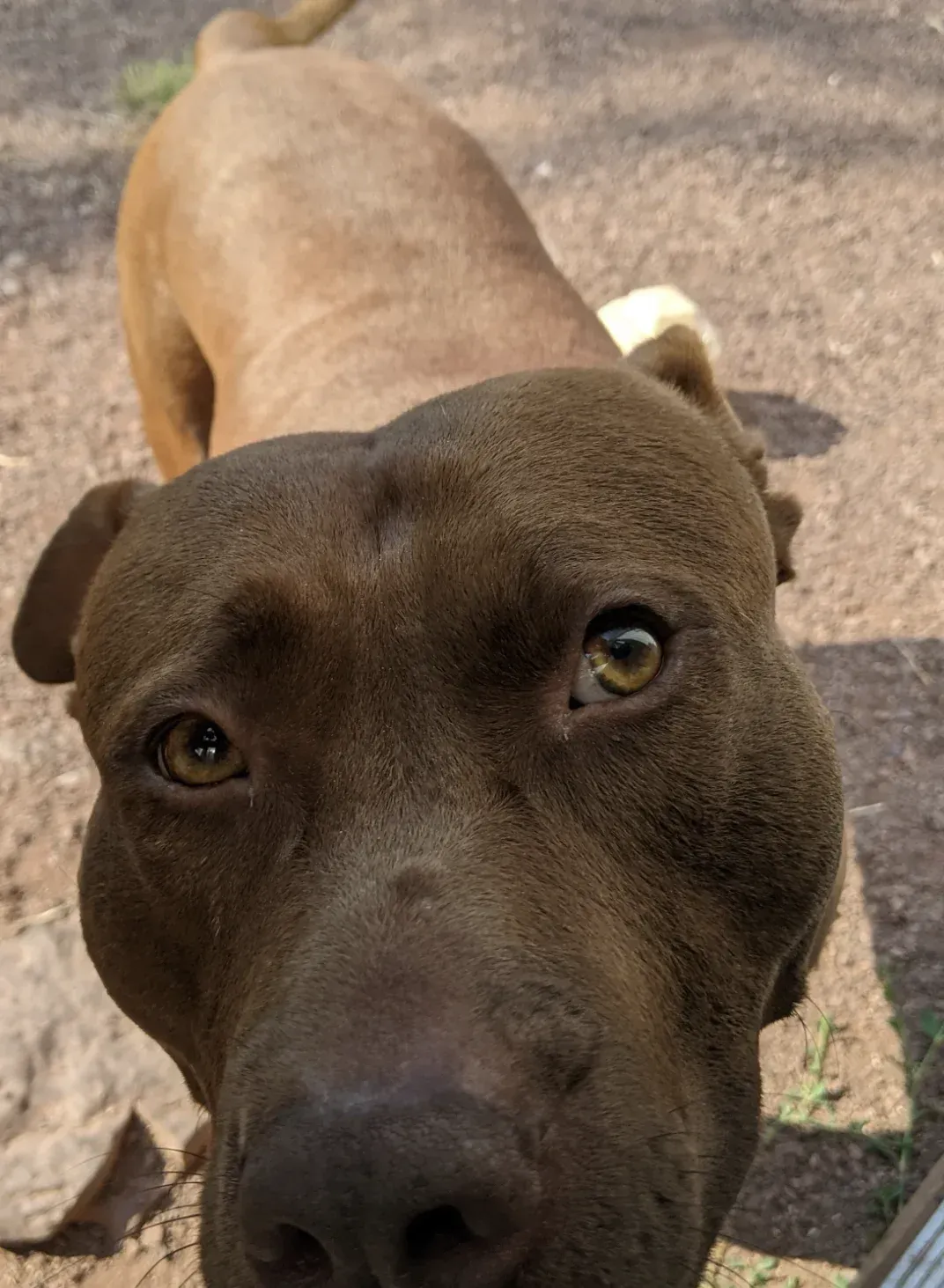 Brown dog close-up looking at the camera on a dirt ground