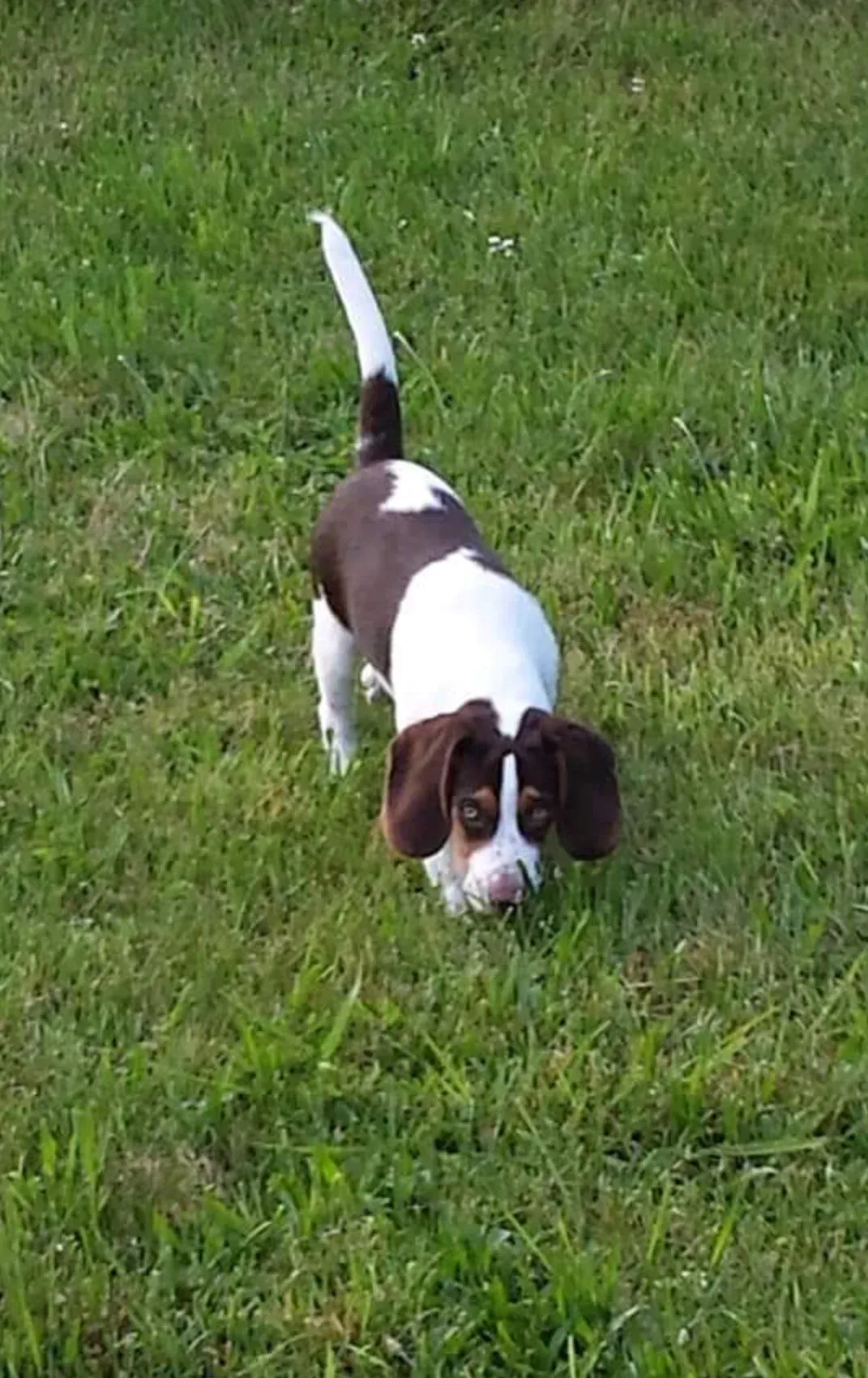 Brown and white hound puppy sniffing grass, walking toward the camera