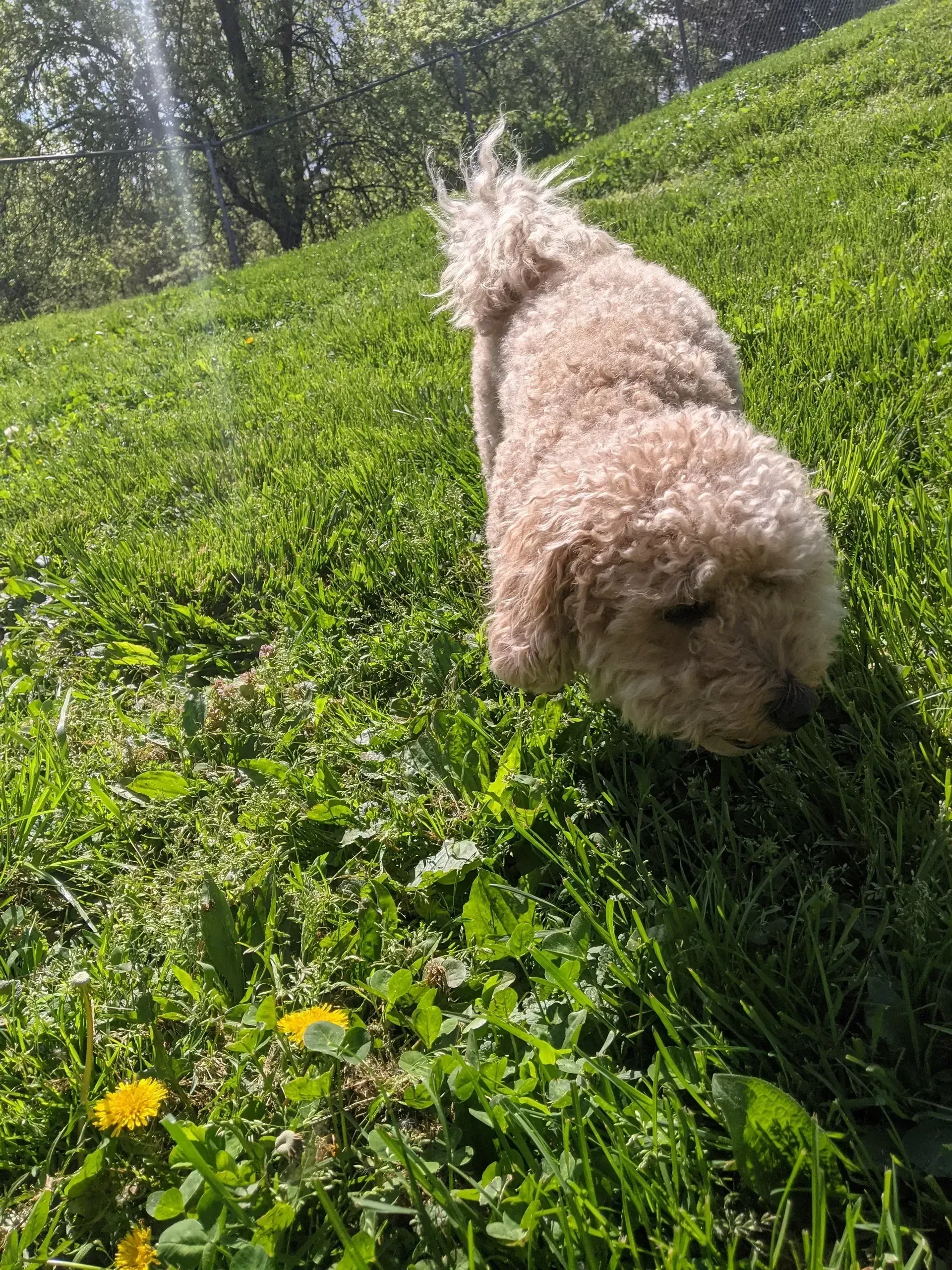 Small tan dog in a red coat walking on a leash across a grassy area beside a fence.