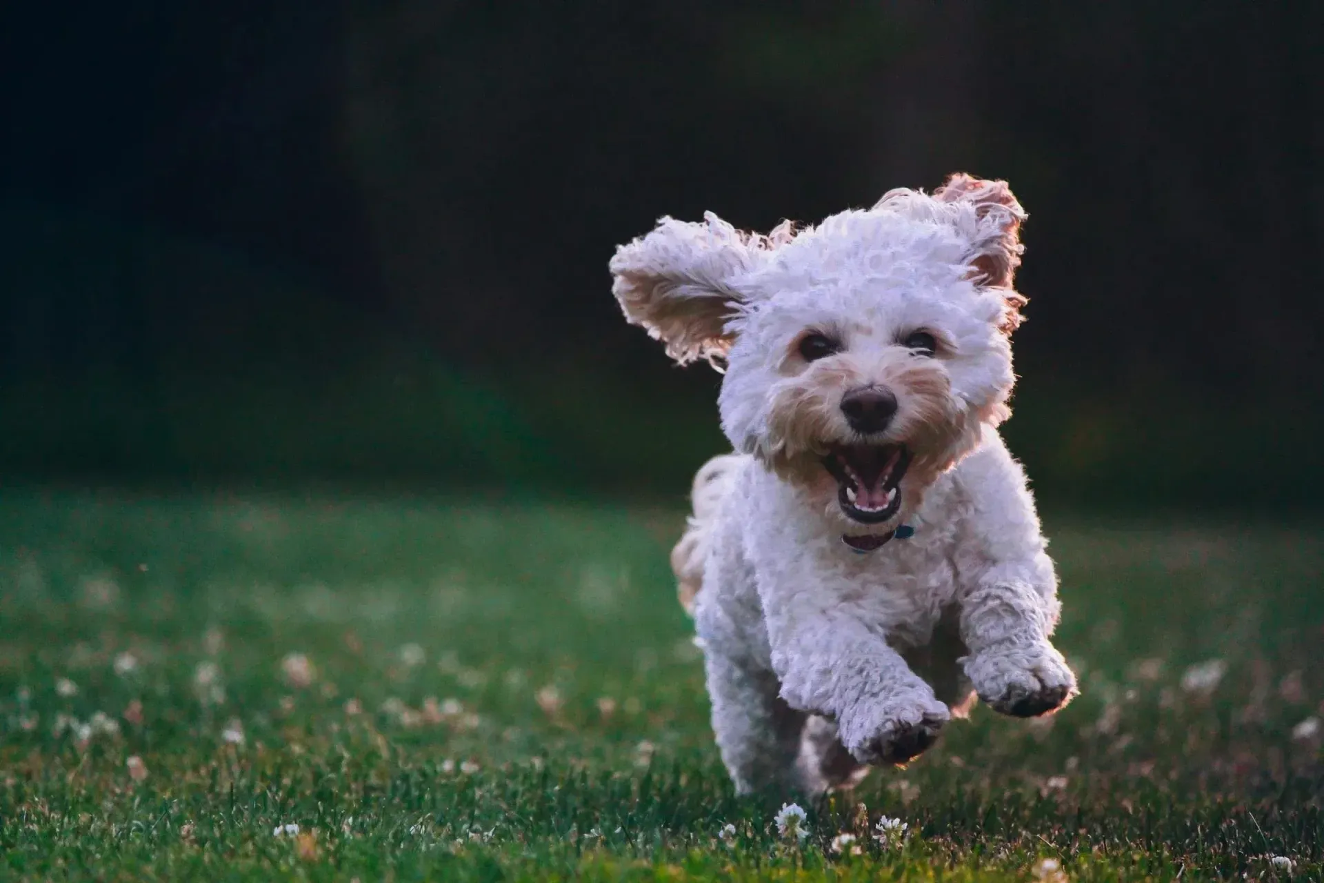 Dog running on grass with a yellow ball in its mouth