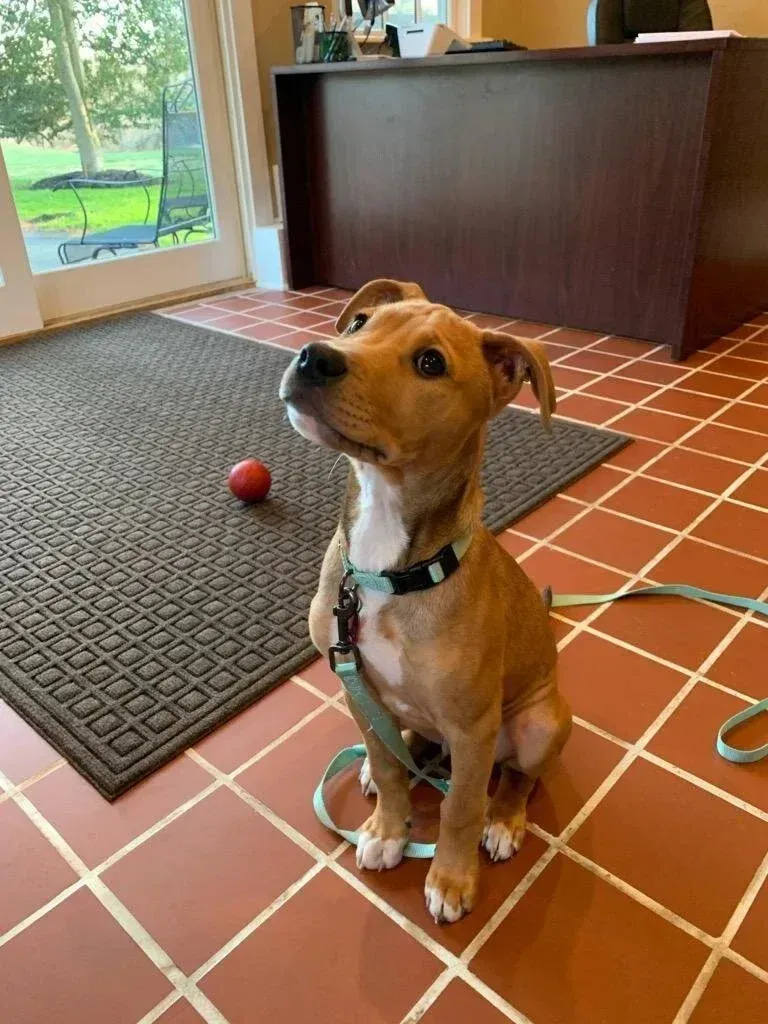 White fluffy dog running joyfully across a grassy field, ears flapping and mouth open.