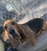 Brown and black hound with floppy ears sitting by a chain-link fence outdoors